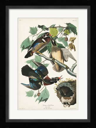 Framed Pl 206 Wood Duck Print