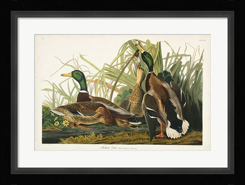 Framed Pl 221 Mallard Duck Print