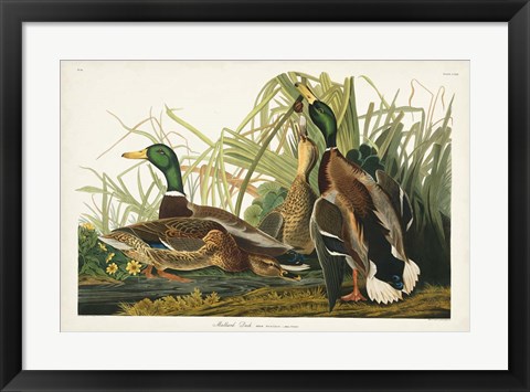 Framed Pl 221 Mallard Duck Print