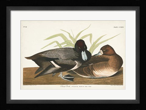 Framed Pl 229 Scaup Duck Print