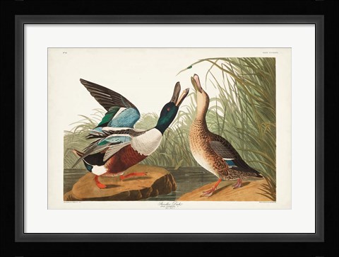 Framed Pl 327 Shoveller Duck Print