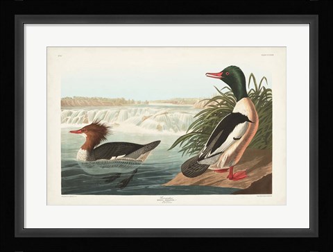 Framed Pl 331 Goosander Duck Print