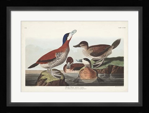 Framed Pl 343 Ruddy Duck Print