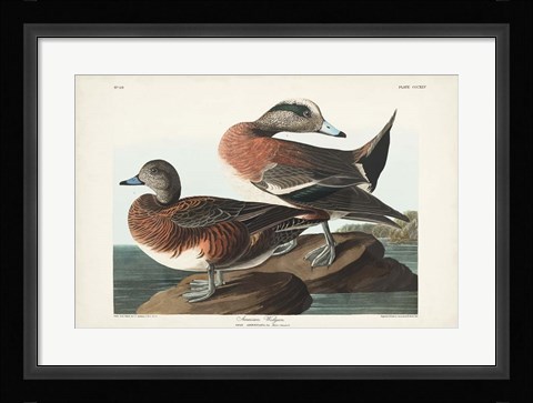 Framed Pl 345 American Widgeon Print