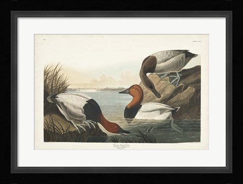 Framed Pl 301 Canvas-backed Duck Print