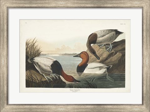 Framed Pl 301 Canvas-backed Duck Print