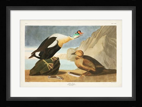 Framed Pl 276 King Duck Print