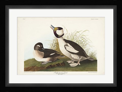 Framed Pl 325 Buffel-headed Duck Print