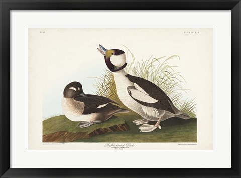 Framed Pl 325 Buffel-headed Duck Print
