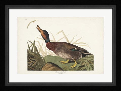 Framed Pl 338 Bemaculated Duck Print