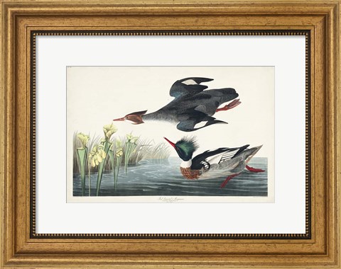 Framed Pl 401 Red-breasted Merganser Duck Print