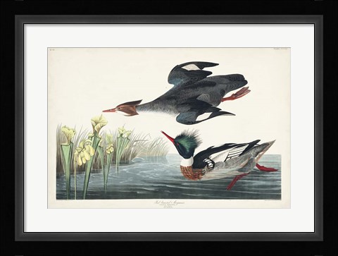 Framed Pl 401 Red-breasted Merganser Duck Print