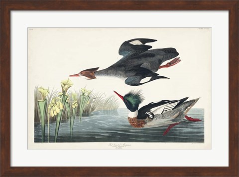 Framed Pl 401 Red-breasted Merganser Duck Print