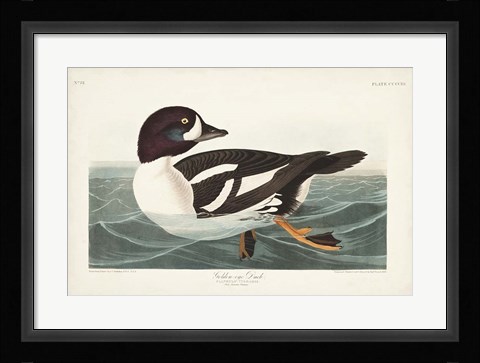 Framed Pl 403 Golden-eye Duck Print