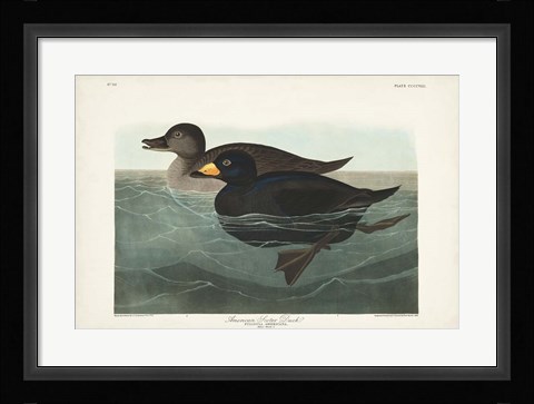 Framed Pl 408 American Scoter Duck Print