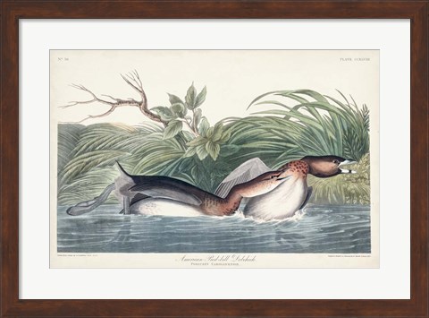 Framed Pl 248 American Pied-bill Duck Print