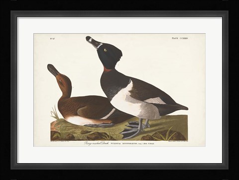 Framed Pl 234 Ring-necked Duck Print