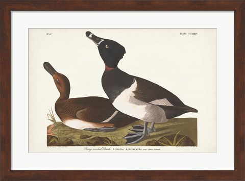 Framed Pl 234 Ring-necked Duck Print