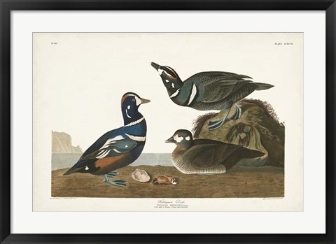 Framed Pl 297 Harlequin Duck Print
