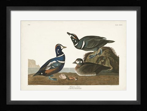 Framed Pl 297 Harlequin Duck Print