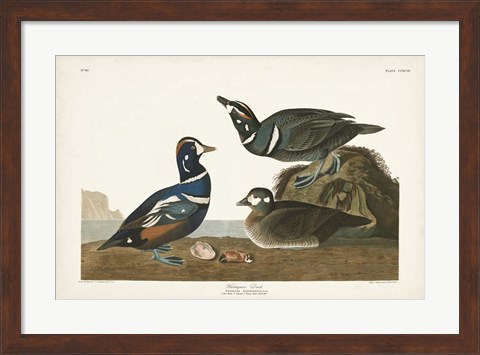 Framed Pl 297 Harlequin Duck Print