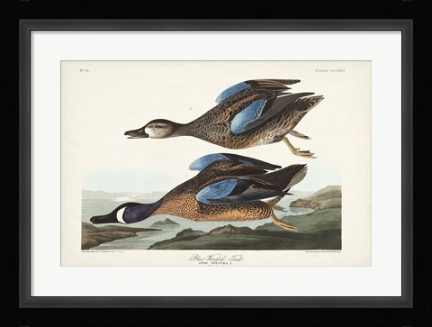 Framed Pl 313 Blue-winged Teal Print