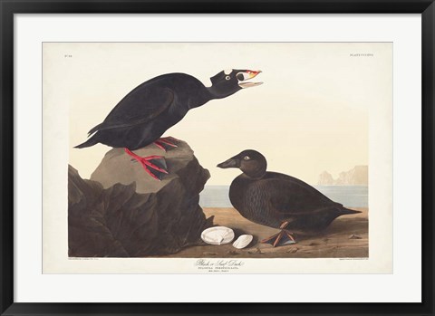 Framed Pl 317 Black or Surf Duck Print