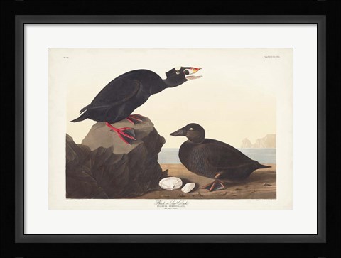 Framed Pl 317 Black or Surf Duck Print