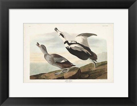 Framed Pl 332 Pied Working Duck Print