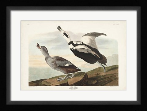 Framed Pl 332 Pied Working Duck Print