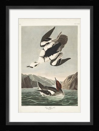 Framed Pl 347 Smen or White Nun Print