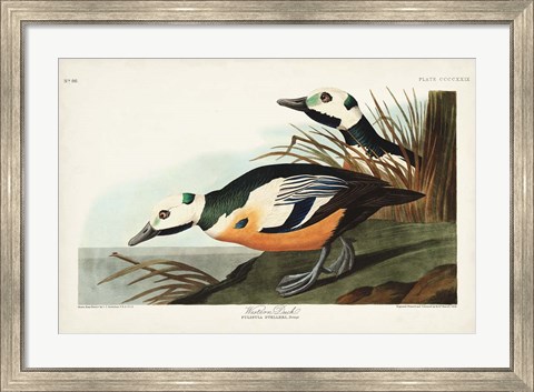 Framed Pl 429 Western Duck Print