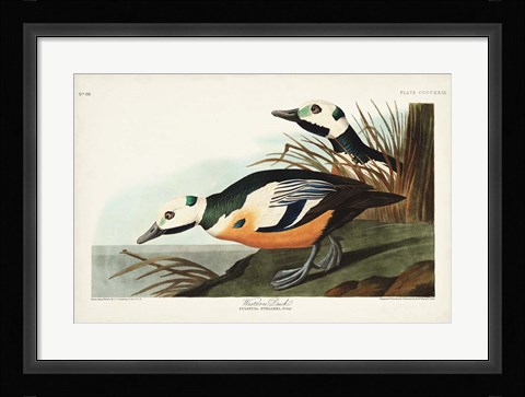 Framed Pl 429 Western Duck Print