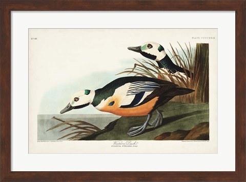 Framed Pl 429 Western Duck Print