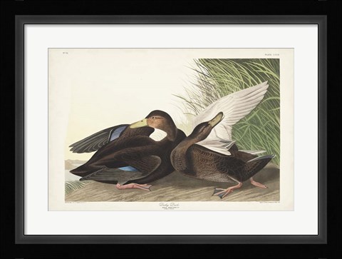 Framed Pl 302 Dusky Duck Print
