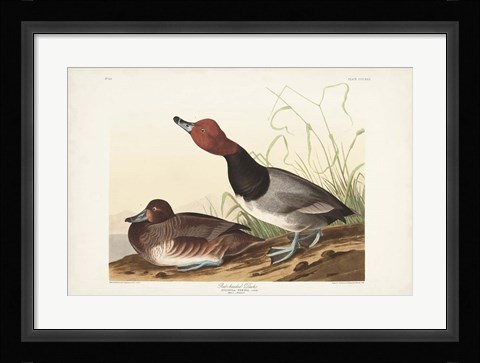 Framed Pl 322 Red-headed Duck Print
