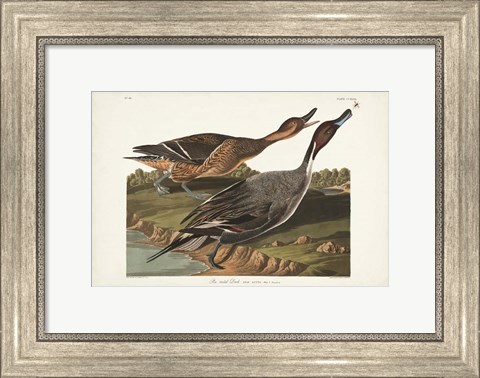 Framed Pl 227 Pin-tailed Duck Print