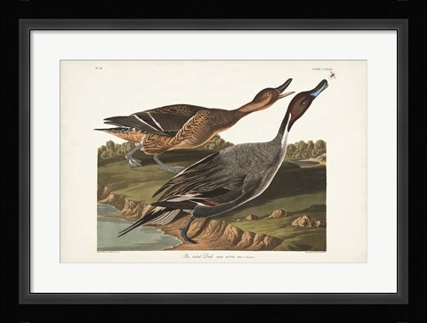 Framed Pl 227 Pin-tailed Duck Print