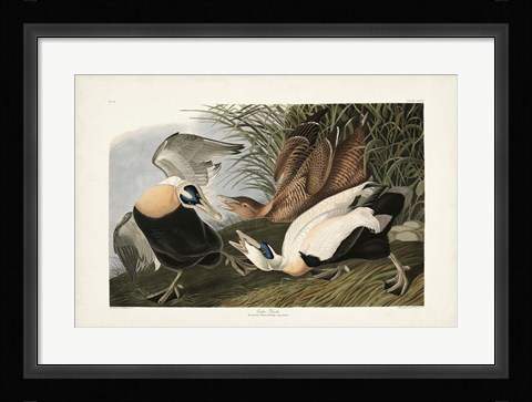 Framed PL 246 Eider Duck Print