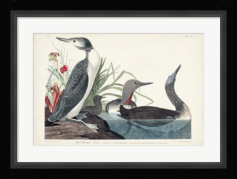 Framed Pl 202 Red-throated Diver Print