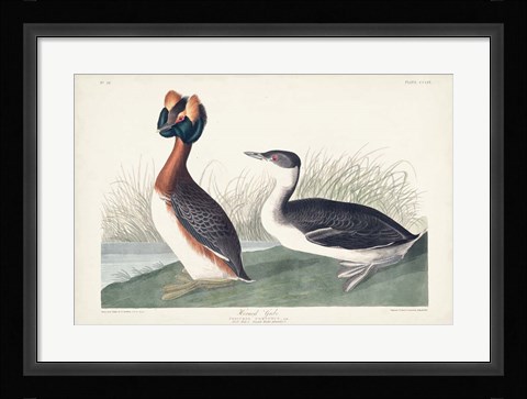 Framed Pl 259 Horned Grebe Print