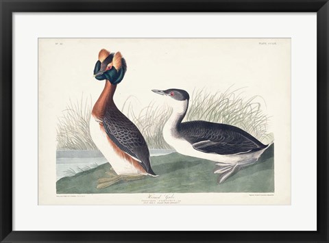 Framed Pl 259 Horned Grebe Print