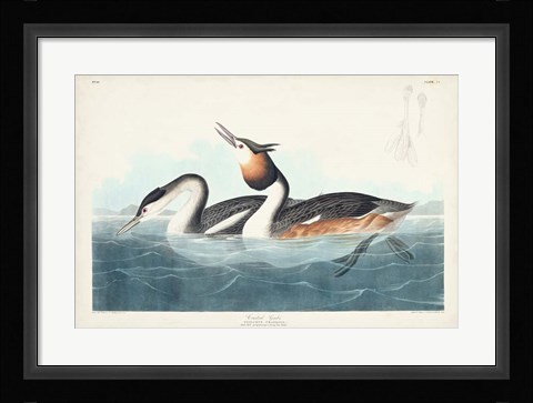 Framed Pl 292 Crested Grebe Print