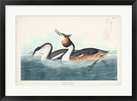 Framed Pl 292 Crested Grebe Print