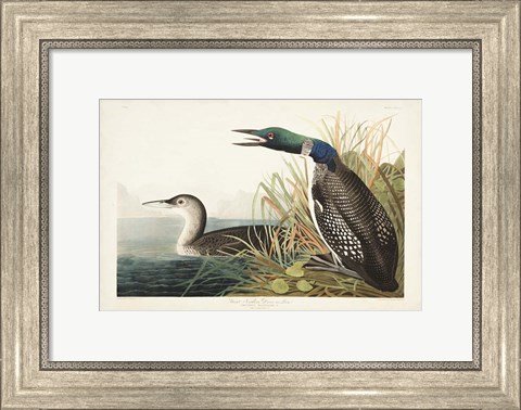 Framed Pl 306 Great Northern Diver or Loon Print