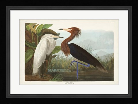Framed Pl 256 Purple Heron Print