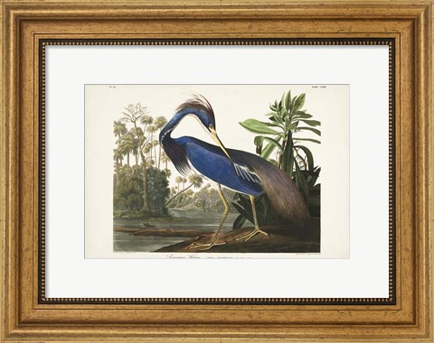 Framed Pl 217 Louisiana Heron Print