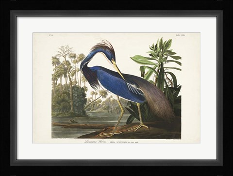Framed Pl 217 Louisiana Heron Print