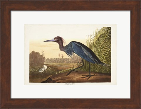 Framed Pl 307 Blue Crane or Heron Print
