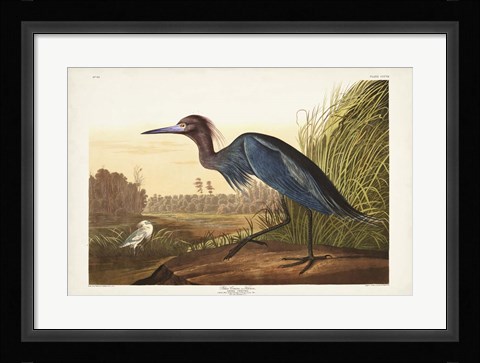 Framed Pl 307 Blue Crane or Heron Print